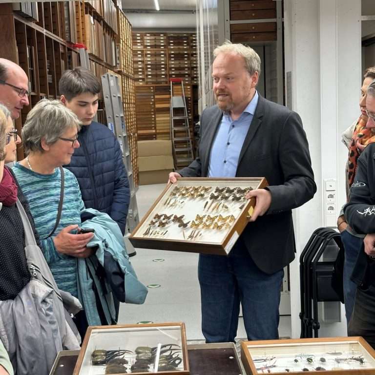 Ein Blick hinter die Kulissen im Museum am Löwentor: Auf Du und Du mit Dinos und Wespen